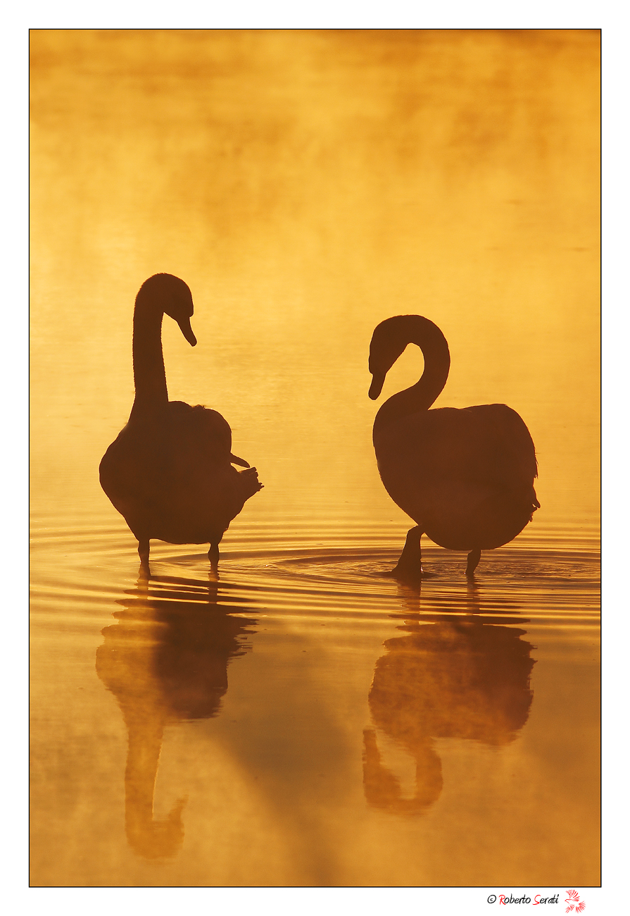 Cigni all' alba