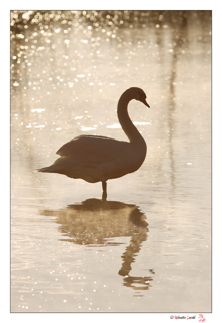 Cigno all' alba