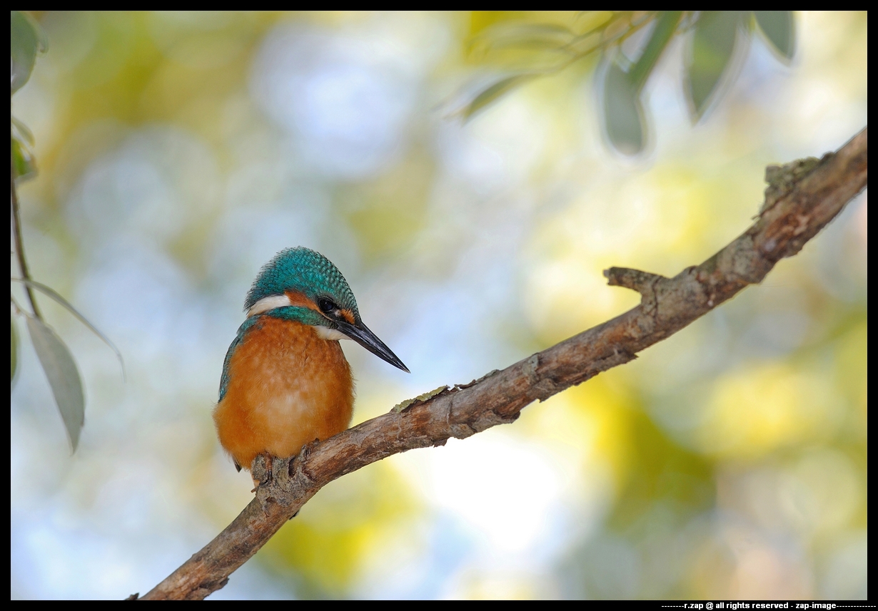 kingfisher