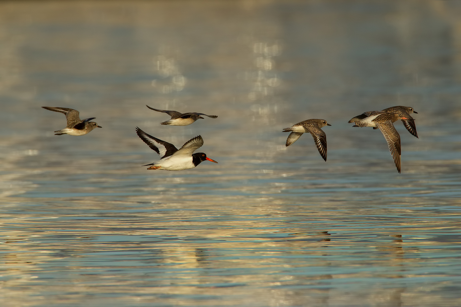 Beccaccia, Pittima e Pivieresse.....