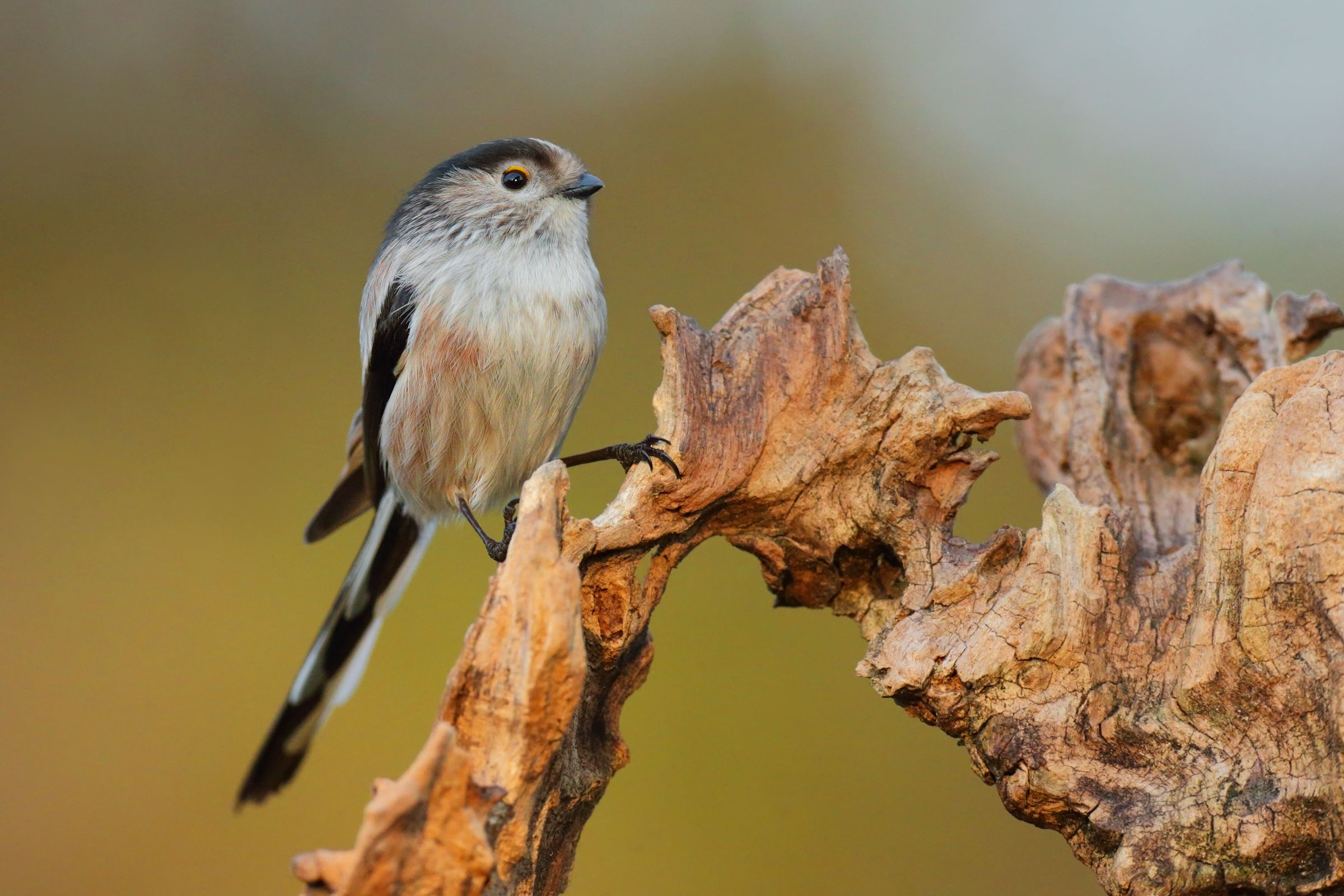 Long-tailed Tit