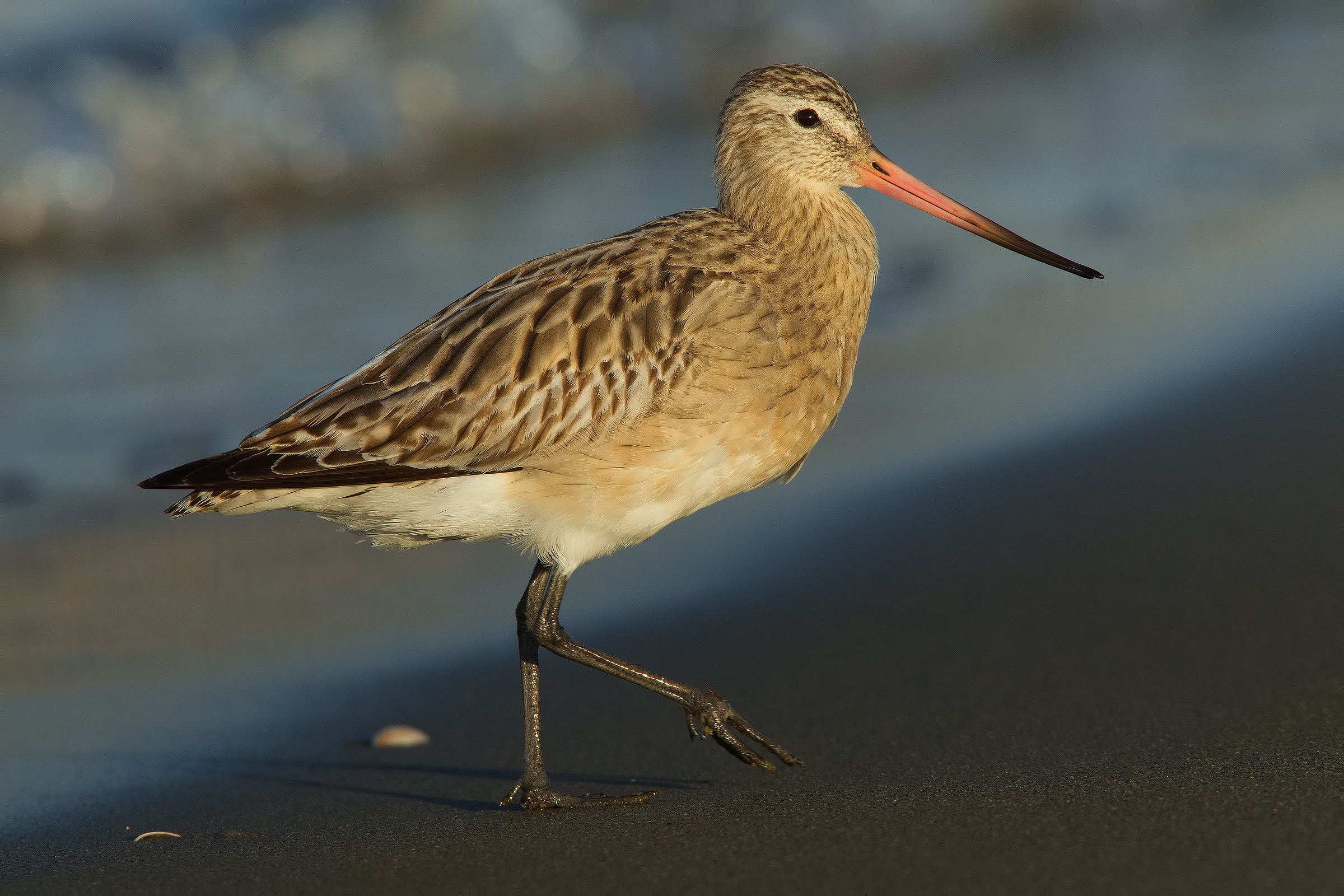 Godwit