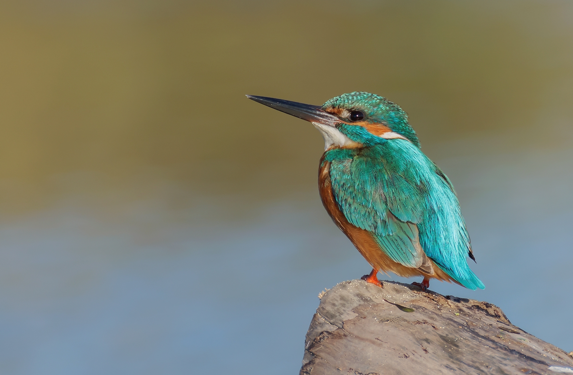 Profilo di Martino...
