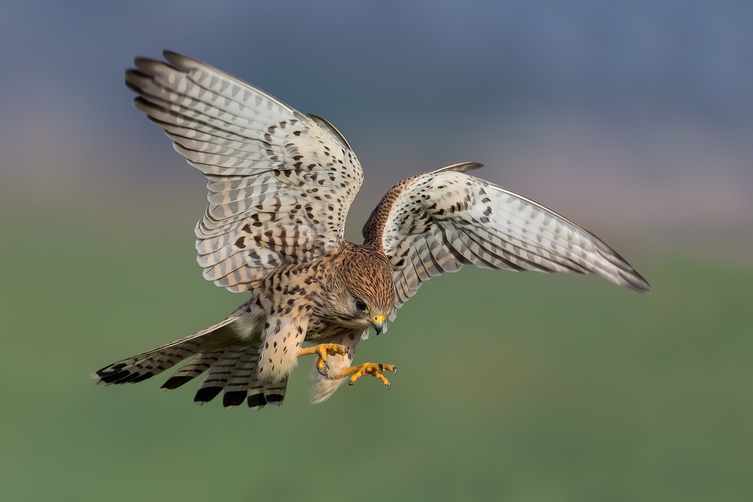 Attack of the Kestrel