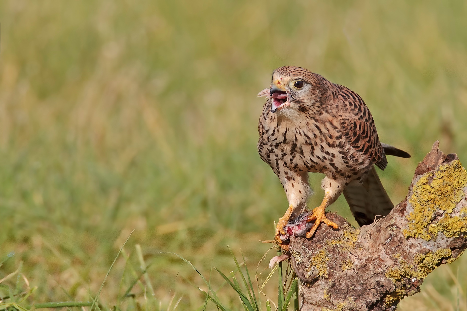 Gheppio show 2013 la zampa...