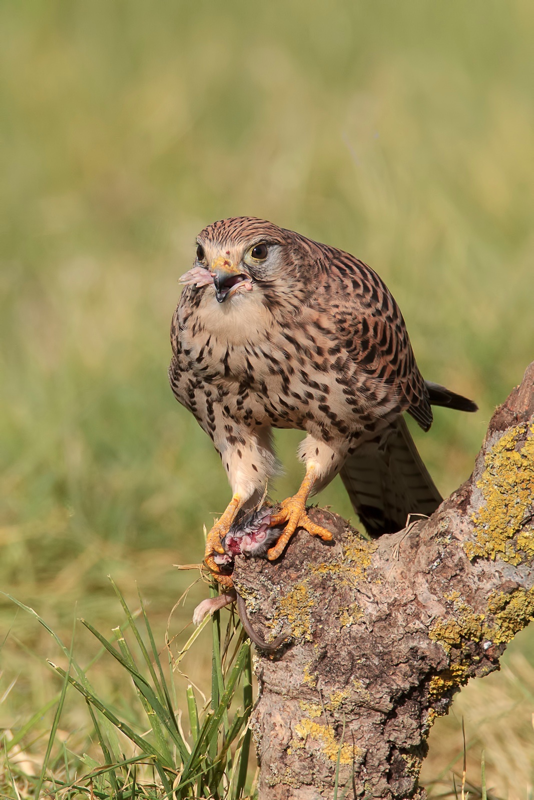 Gheppio show 2013 la zampa2