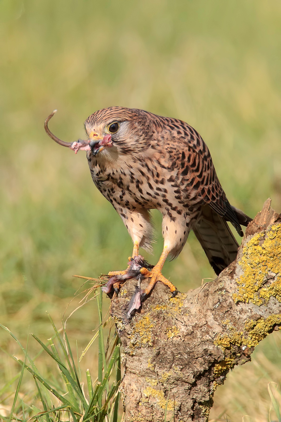 Gheppio show 2013 la coda