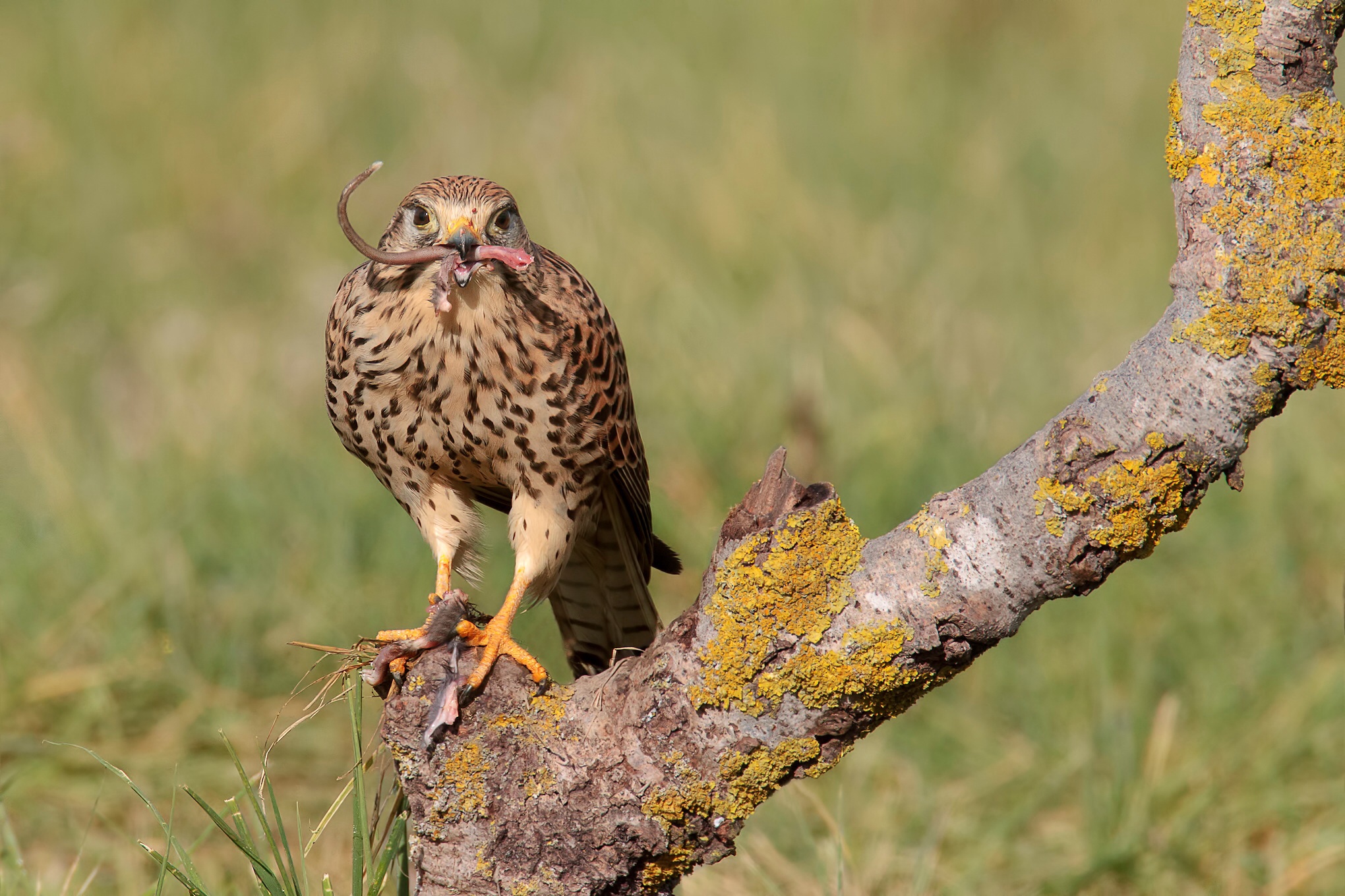 Gheppio show 2013 la coda2