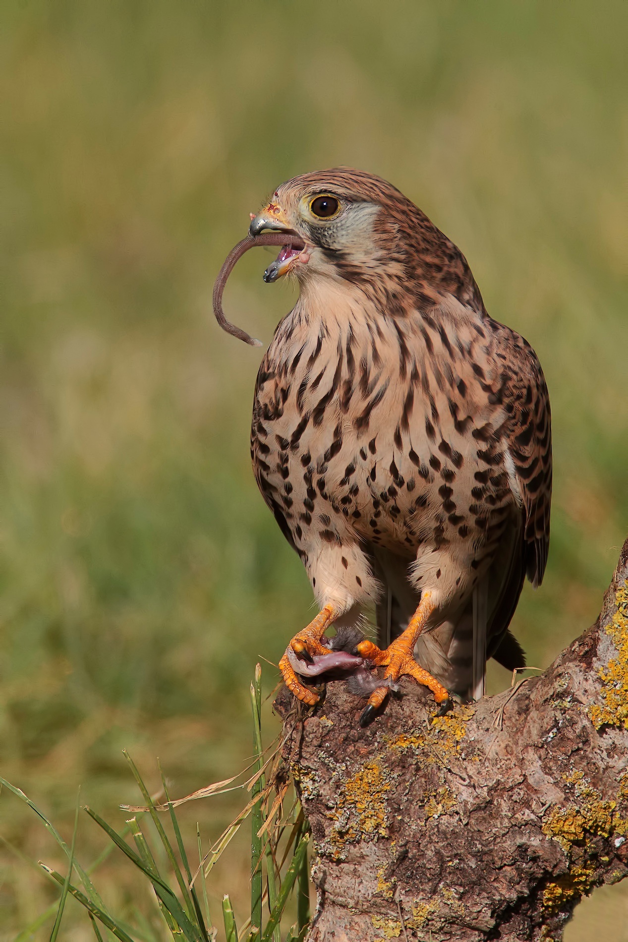 Gheppio show 2013 la coda3