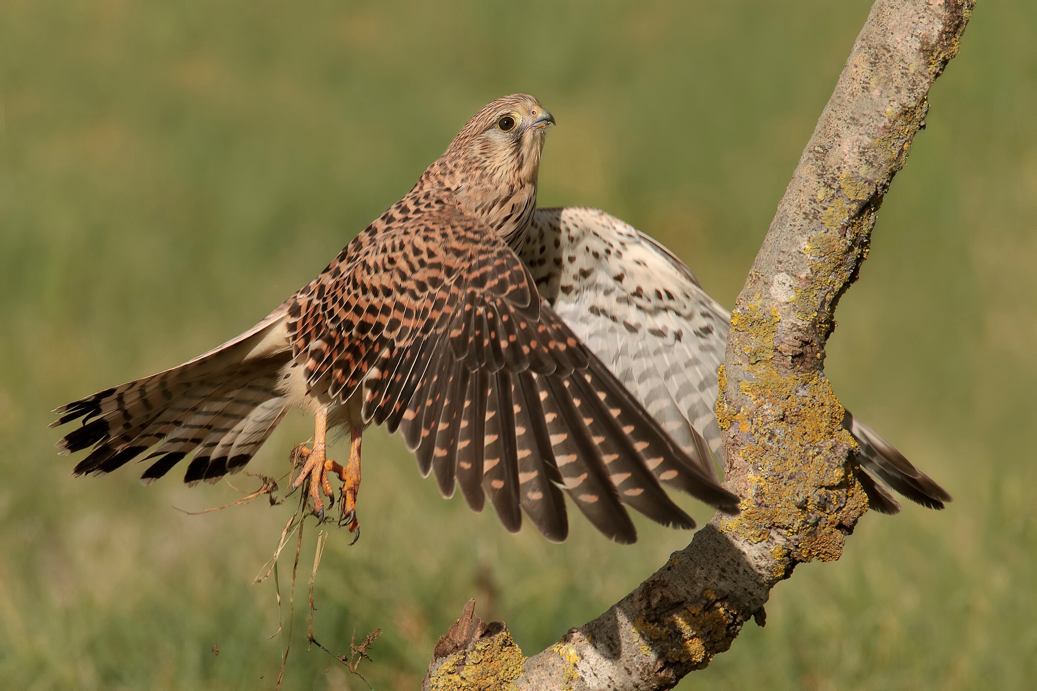 Stacco per il posatoio