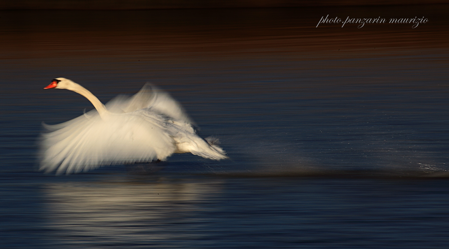 swan (panning on the water!)