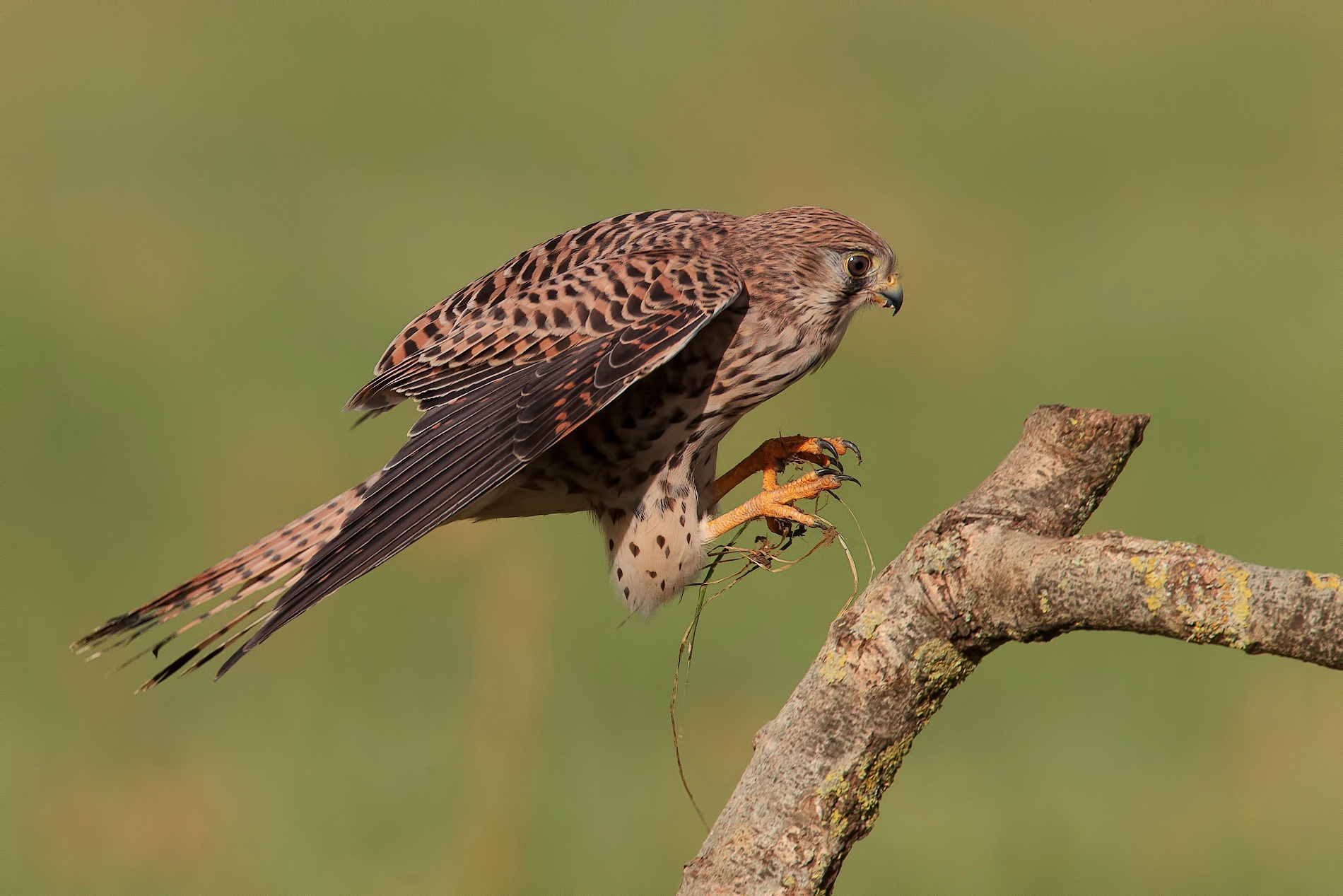 Gheppio show 2013...voletto...
