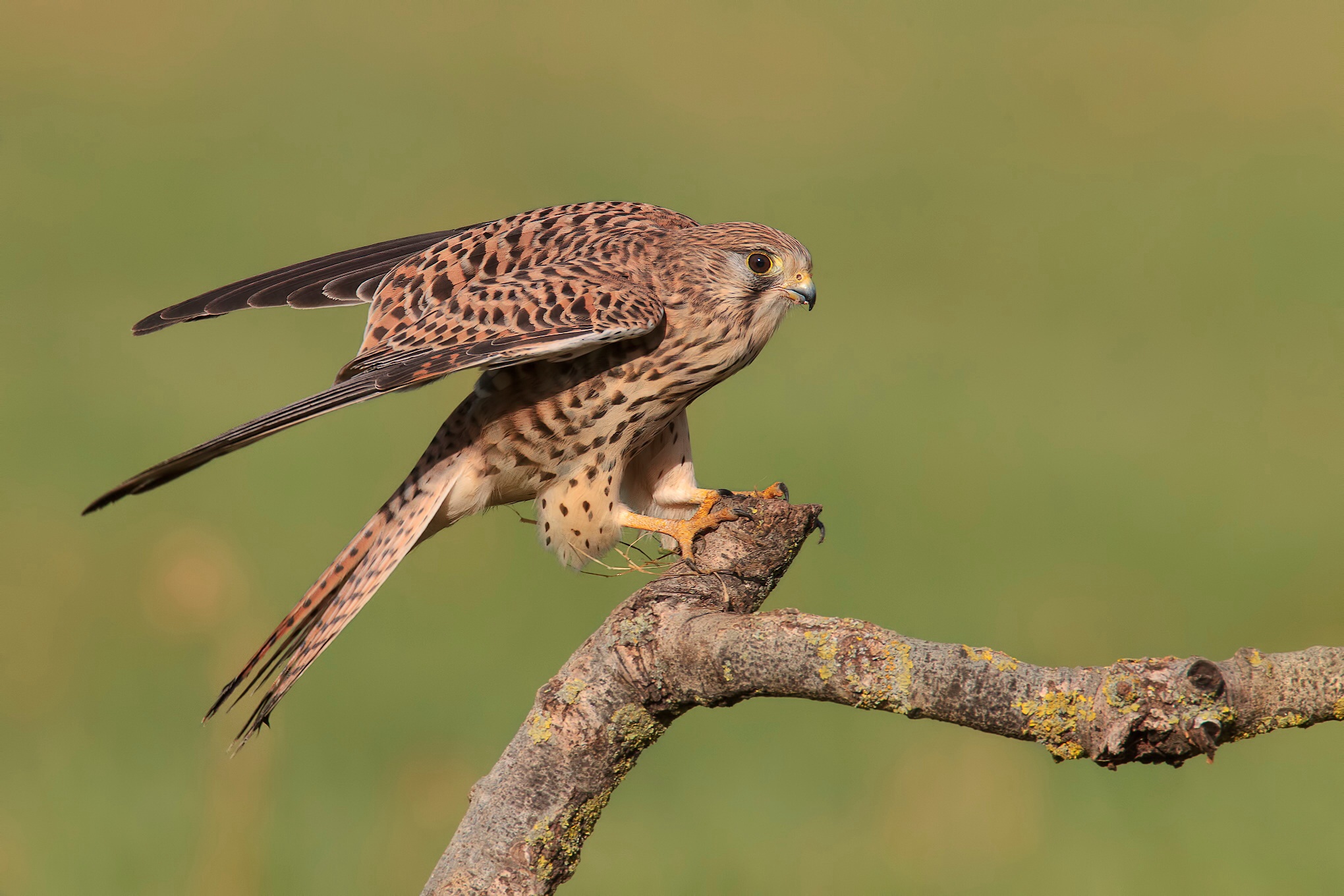 Gheppio show 2013....atterraggio