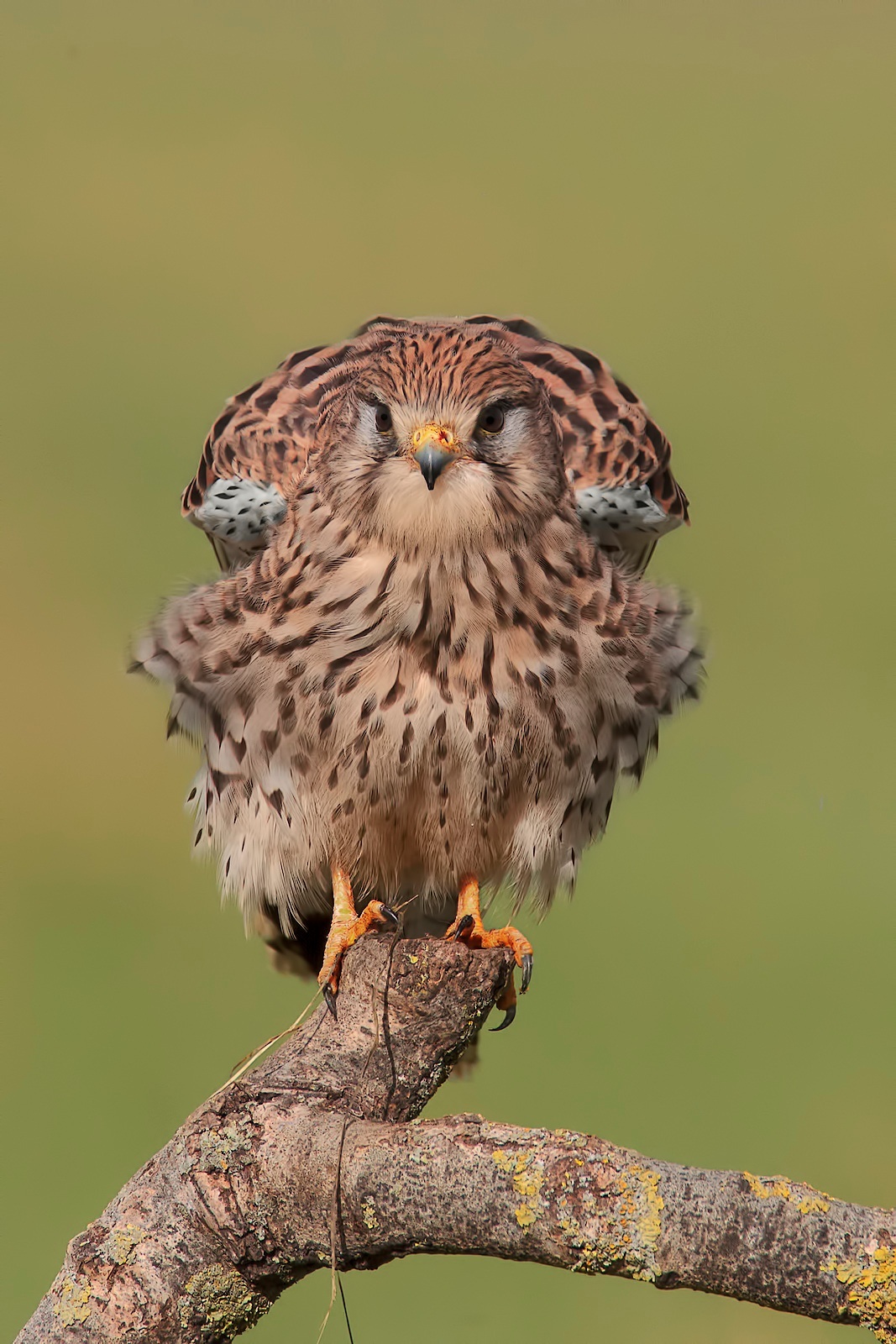 Gheppio show 2013... Arrabbiato