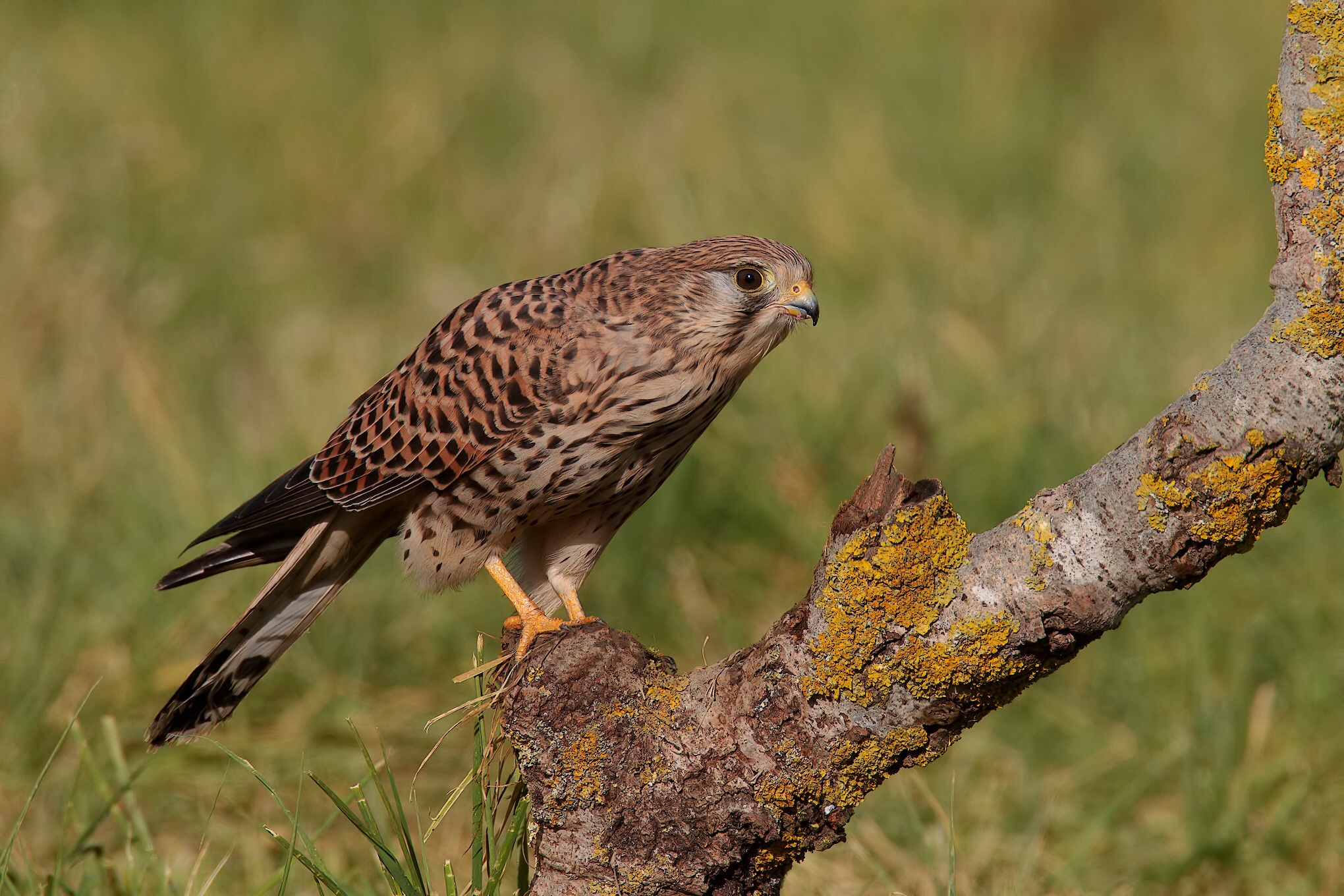 Gheppio show 2013 statico