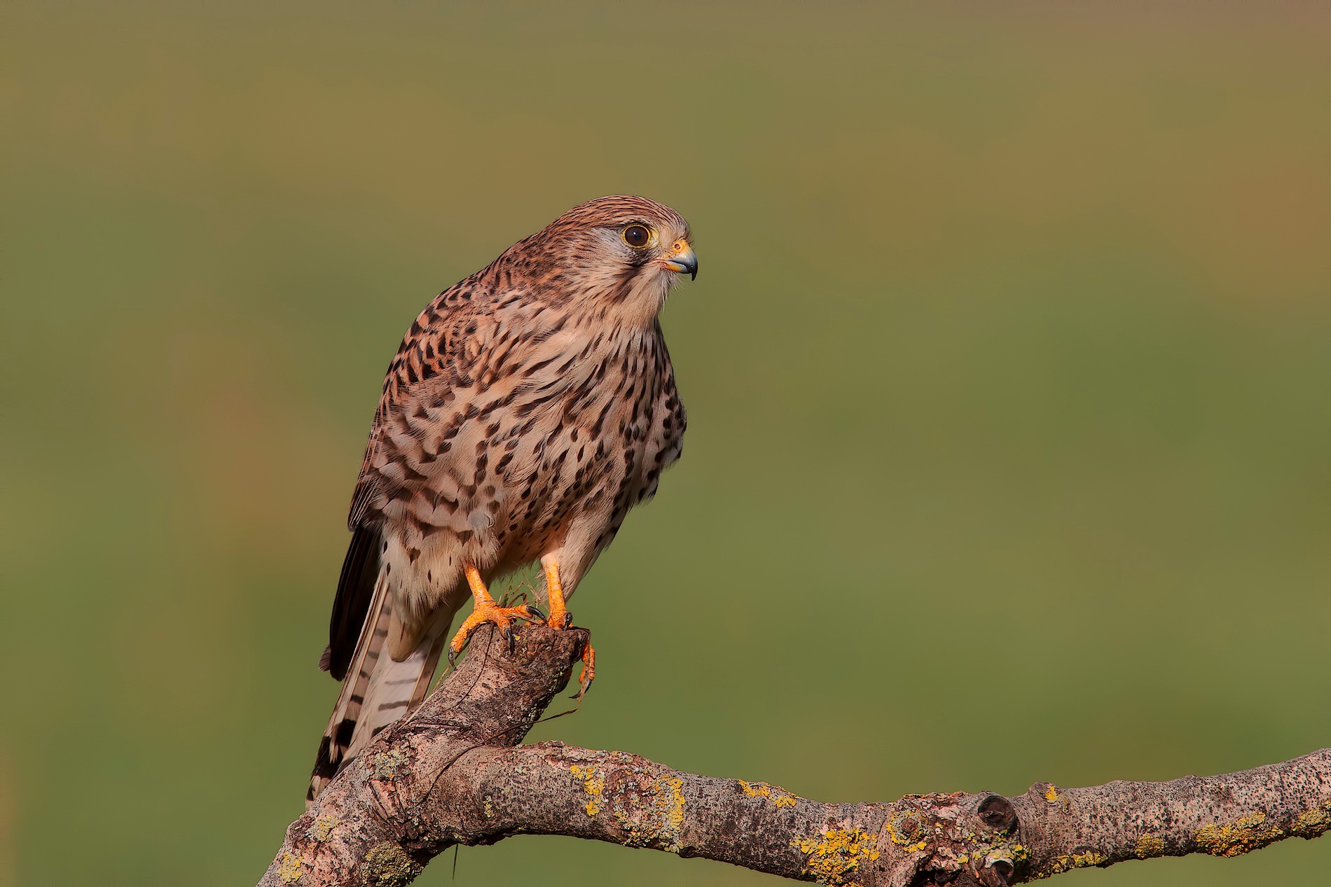 Kestrel show 2013 100