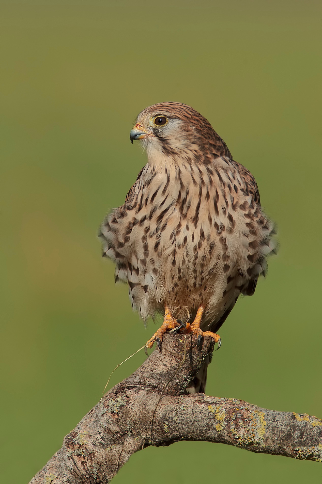 Gheppio show 2013....a riposo