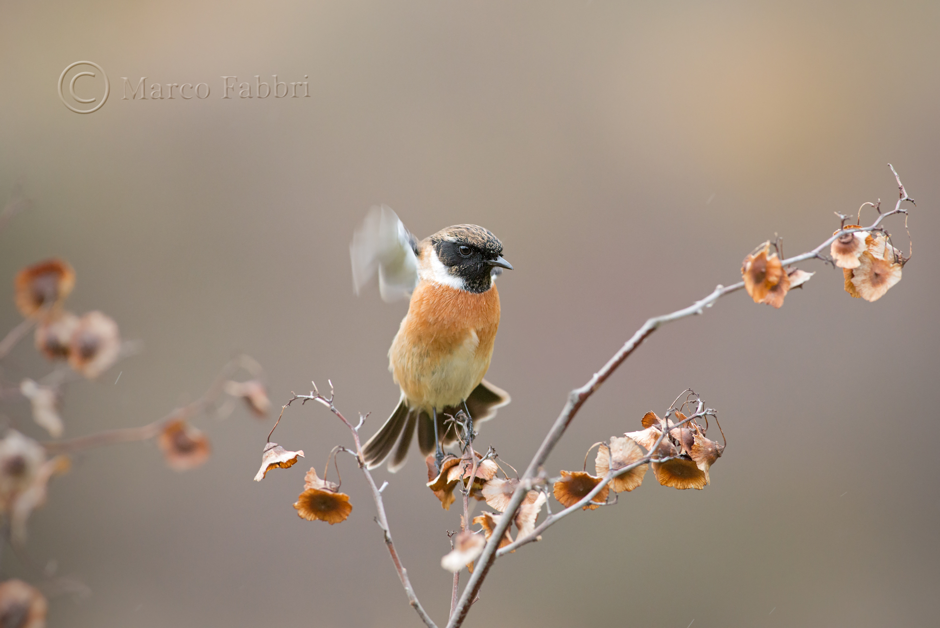 Balancing by Stonechat