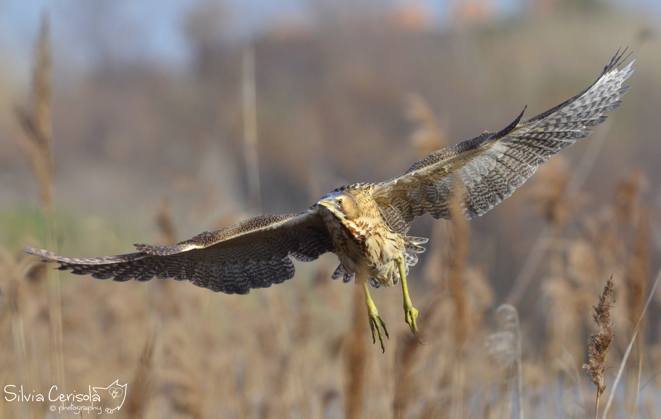 Bittern in flight