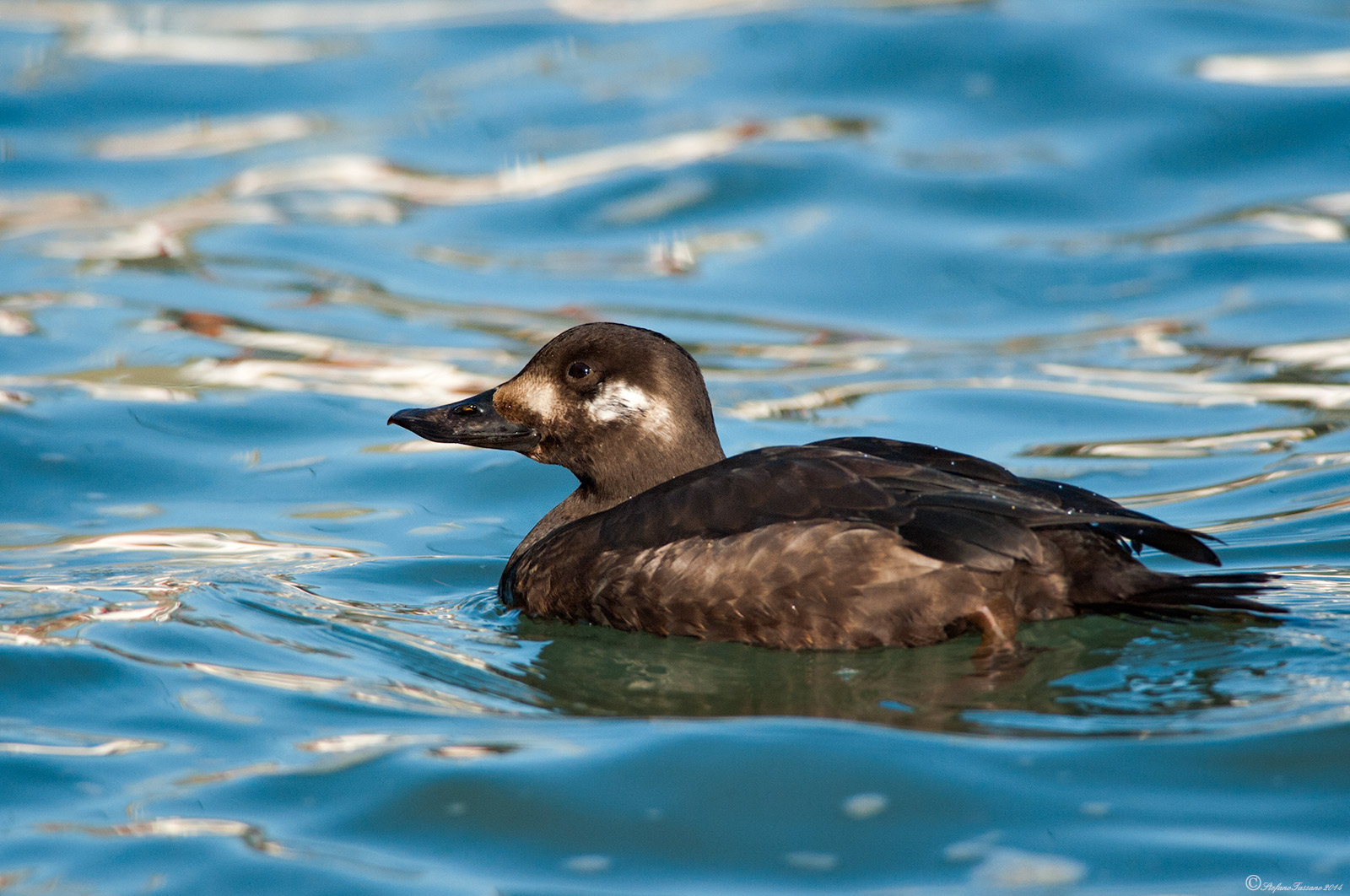 Velvet Scoter