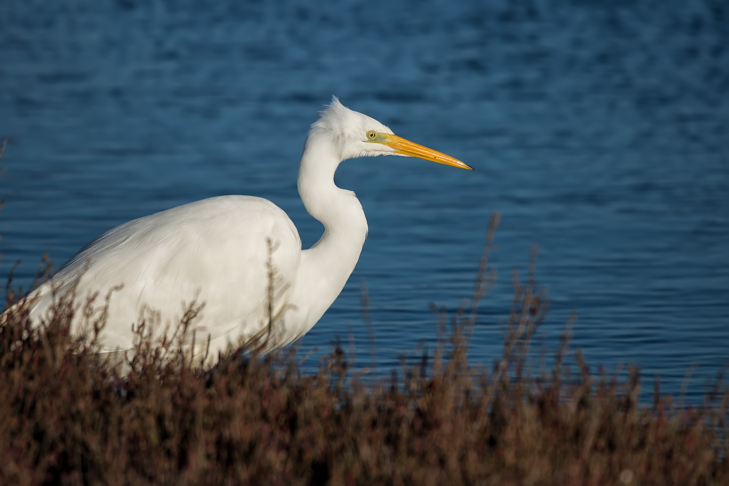 Beneath the Wind (White Heron Major)