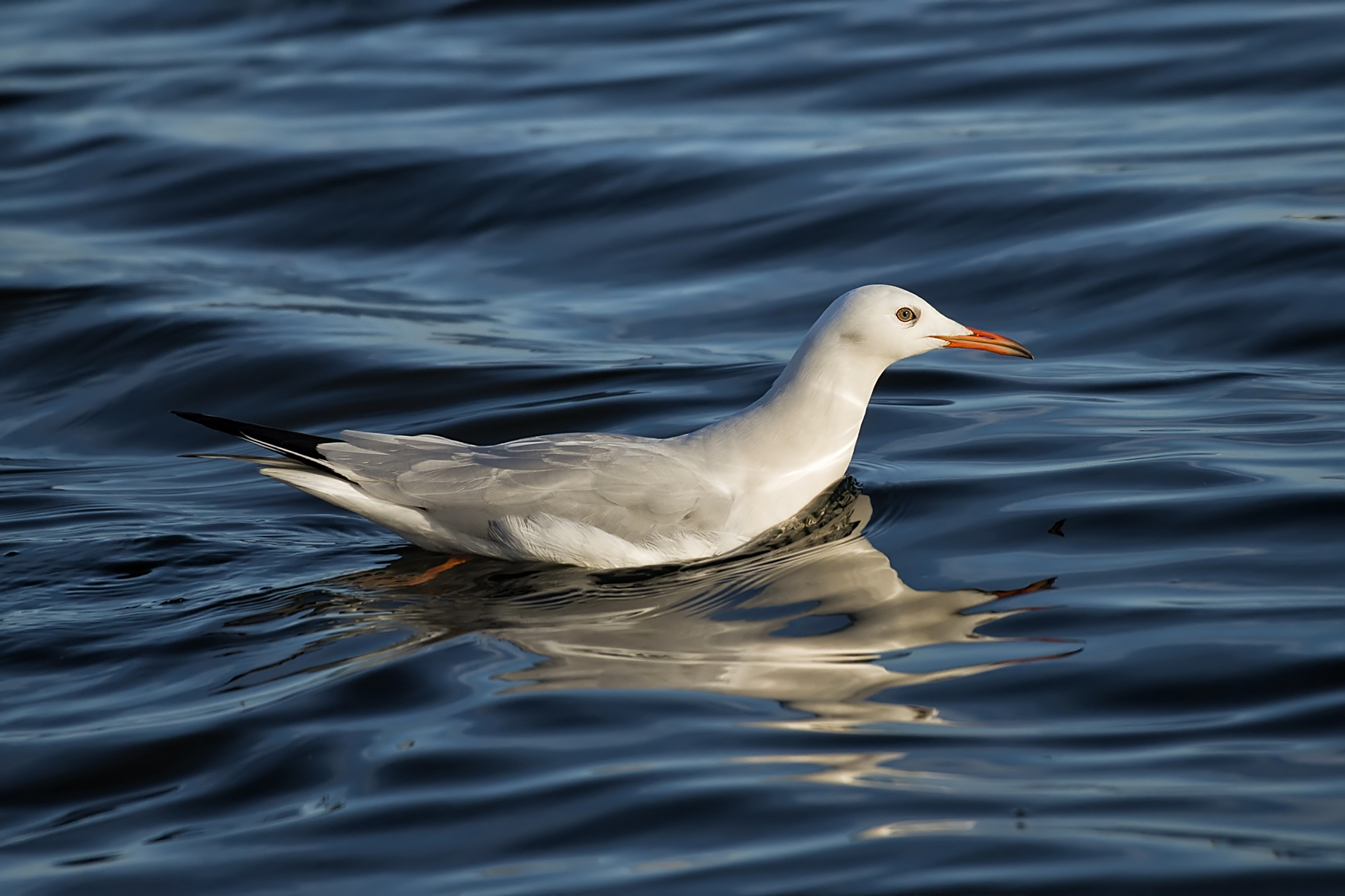 Dolcemente, seguendo il moto ondoso...