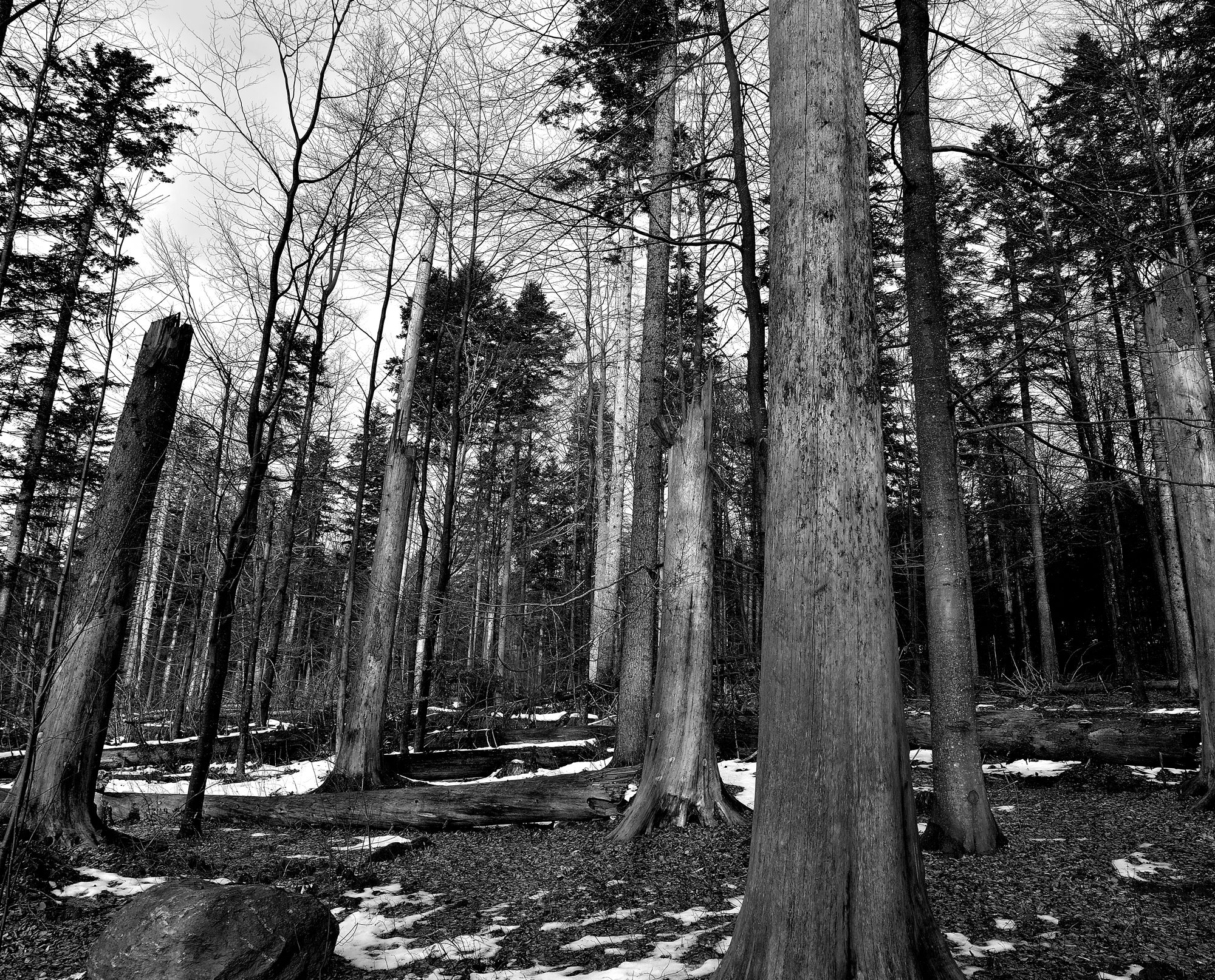 Bayerischen - Foresta