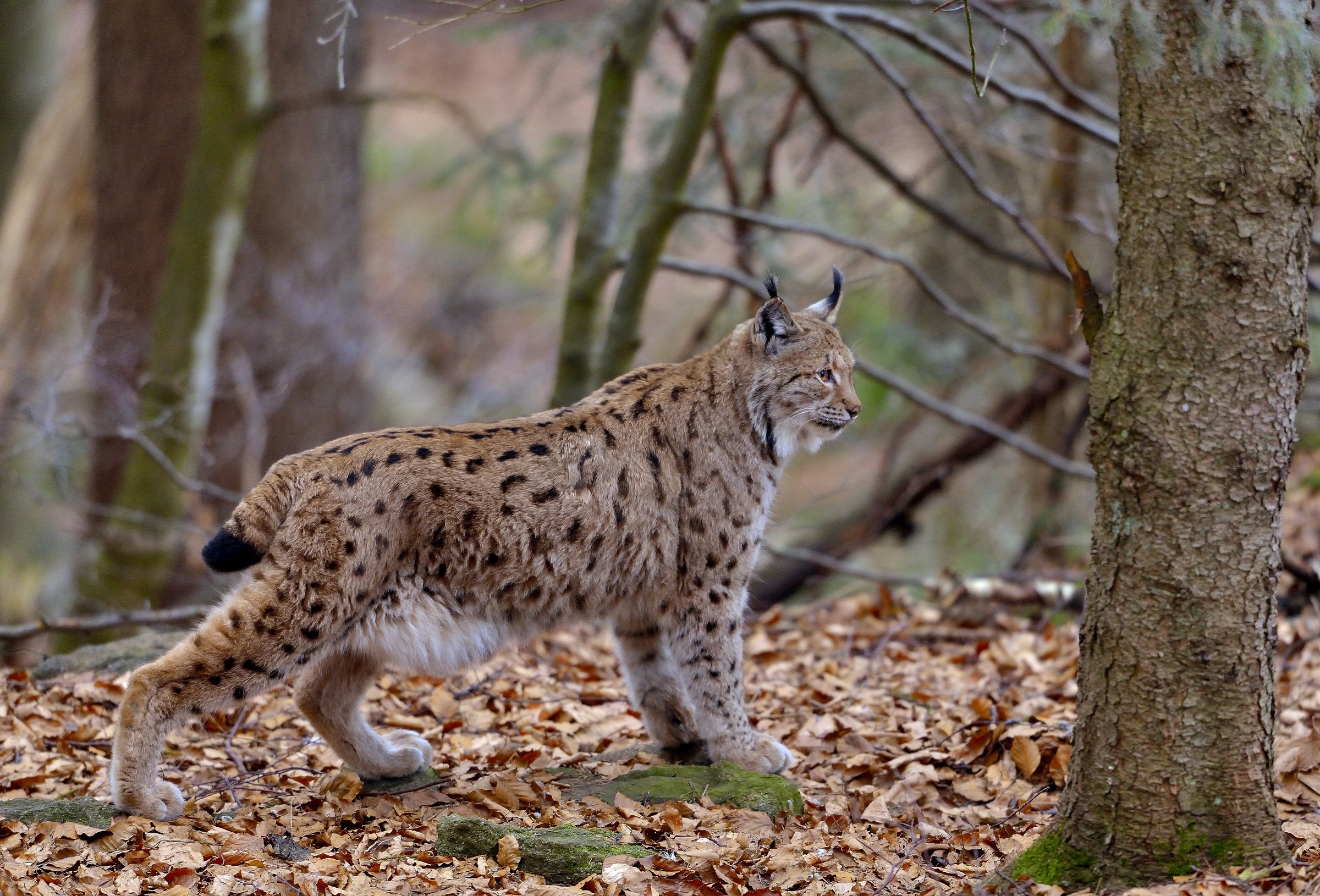 Bayerischen -Lince