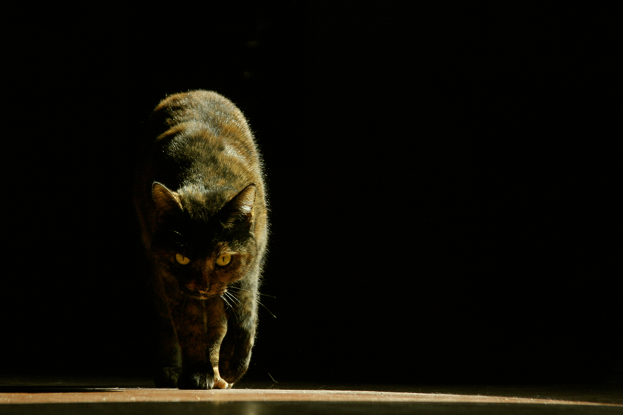 Mau (dal portoghese cattiveria)