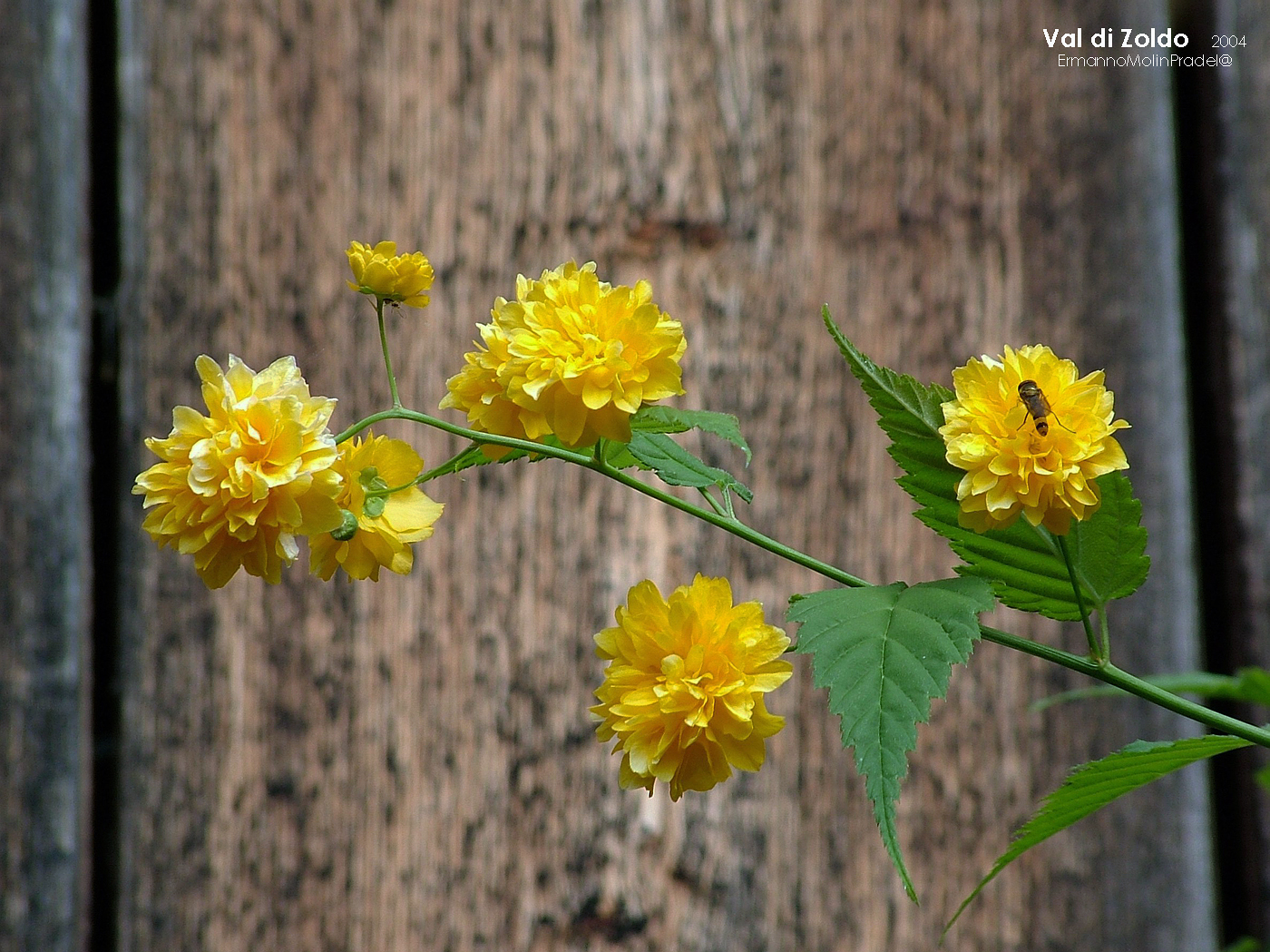 from flower to flower ..