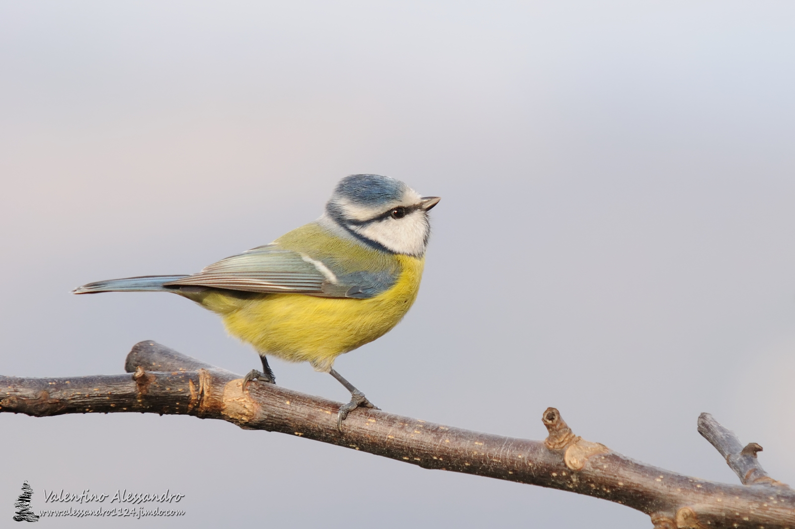 un raggio di sole per te