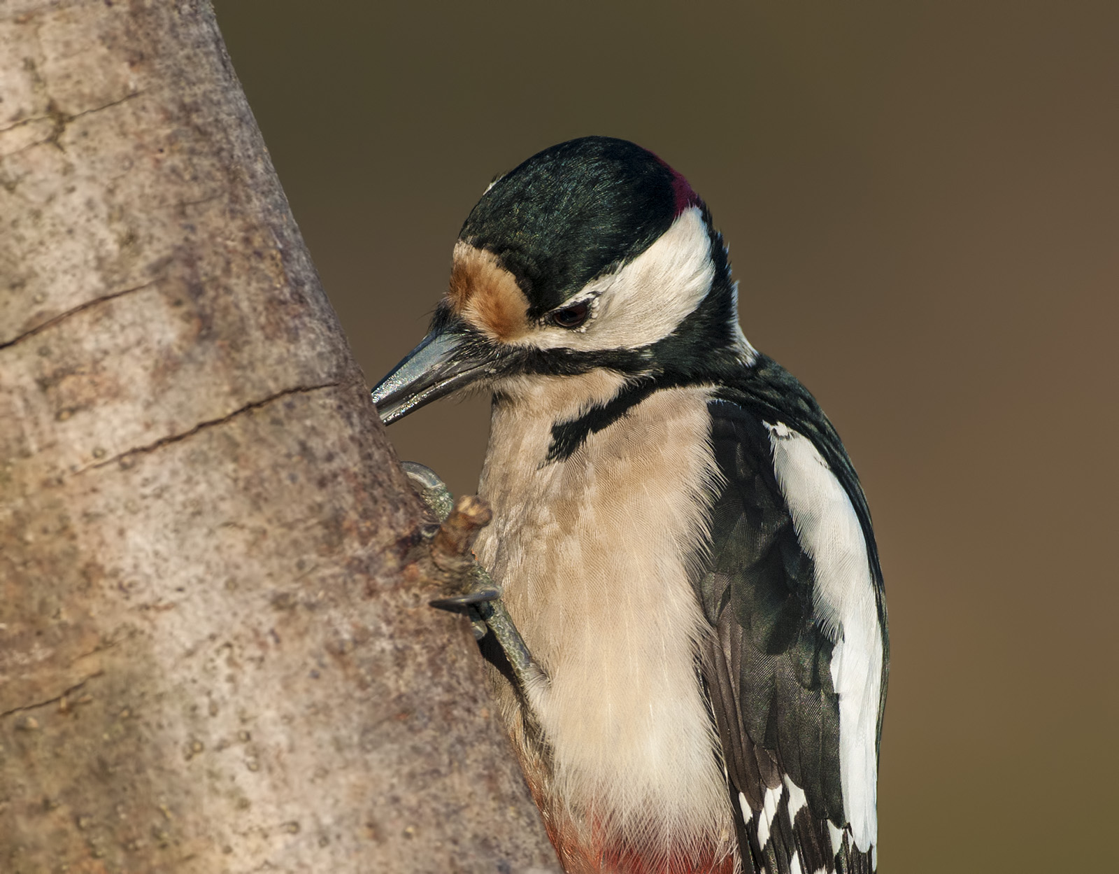 Woodpecker