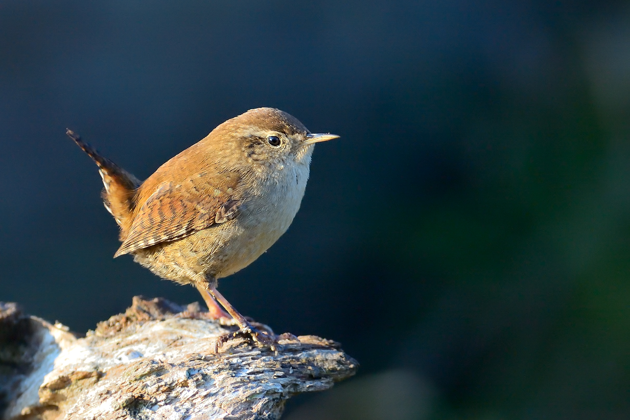 Wren