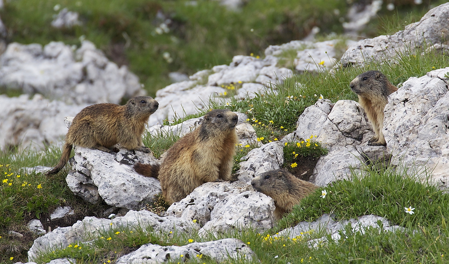 Marmotte