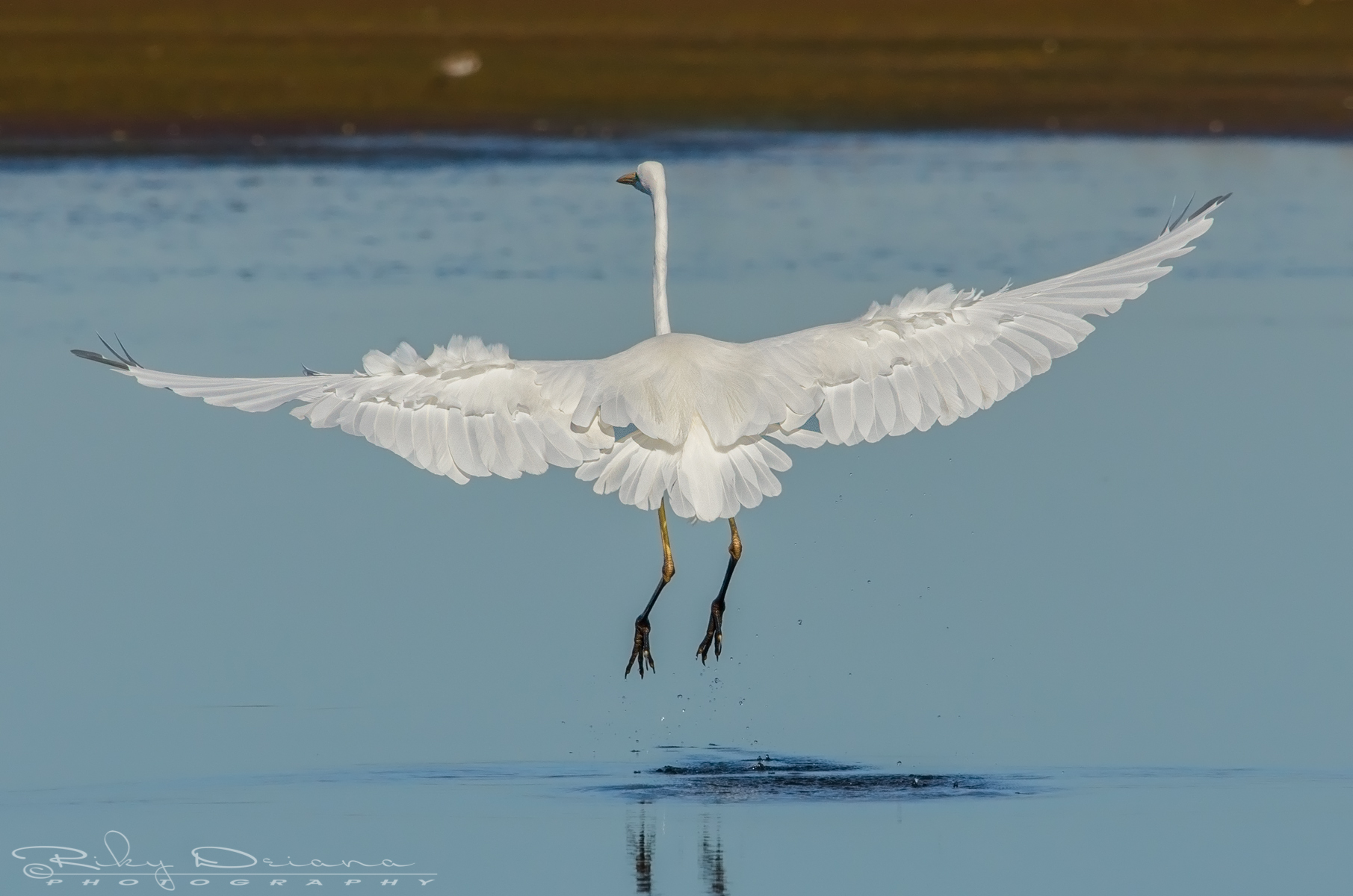 ...spread my wings and fly away