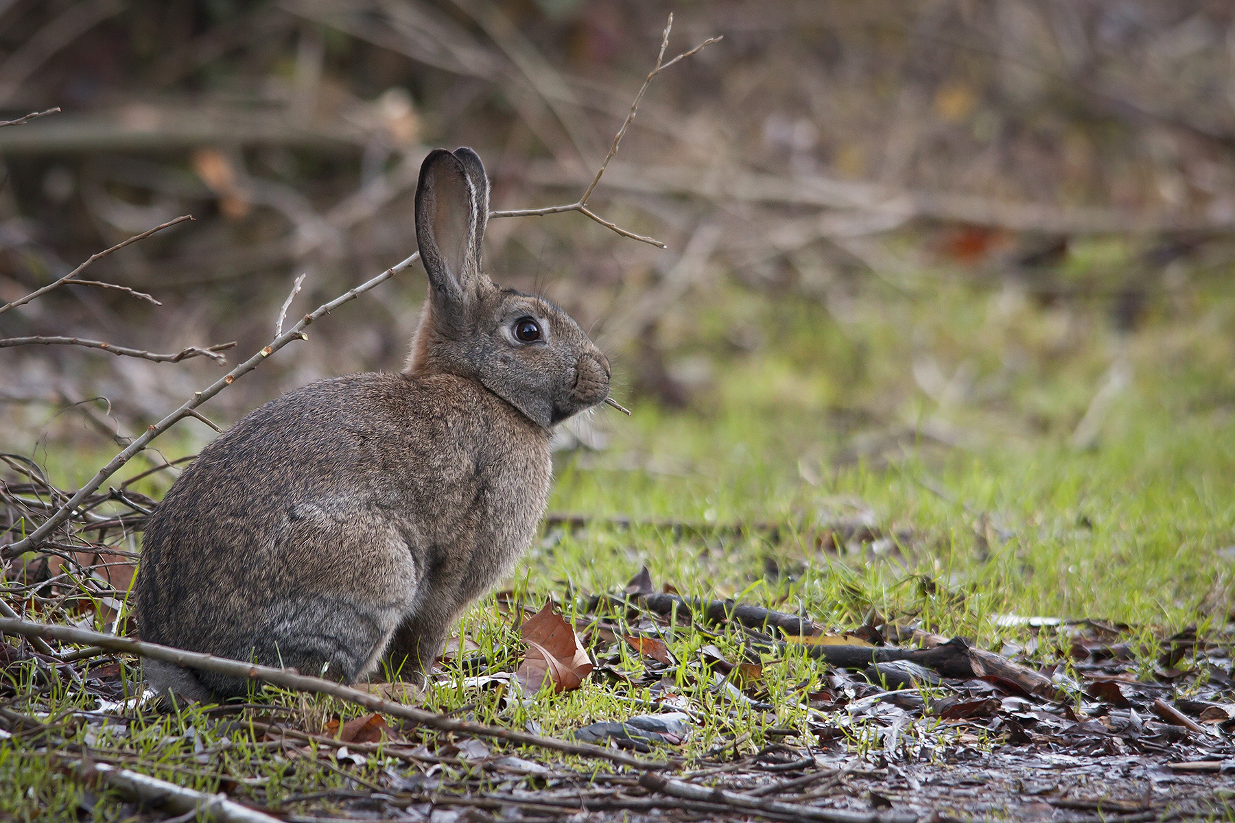Coniglio selvatico 1