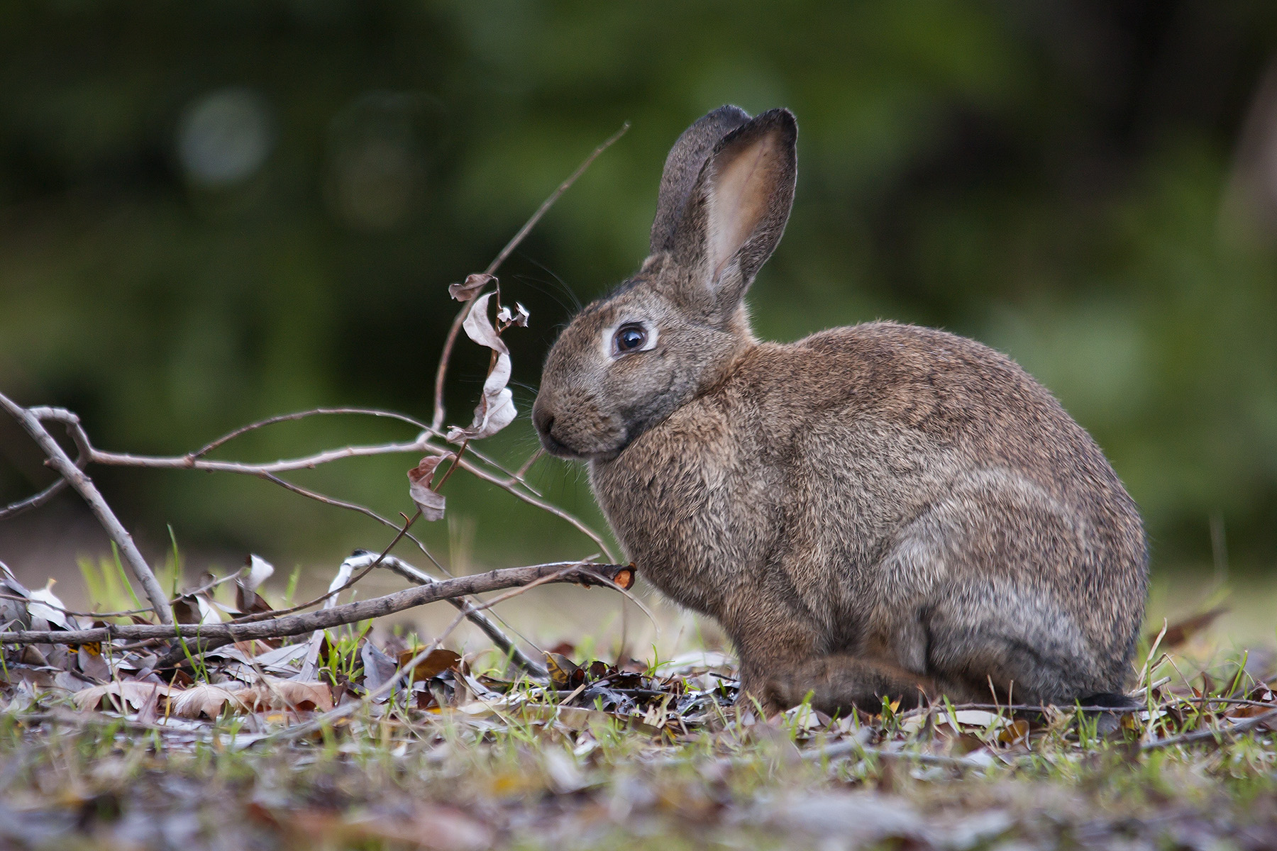 Coniglio selvatico 2