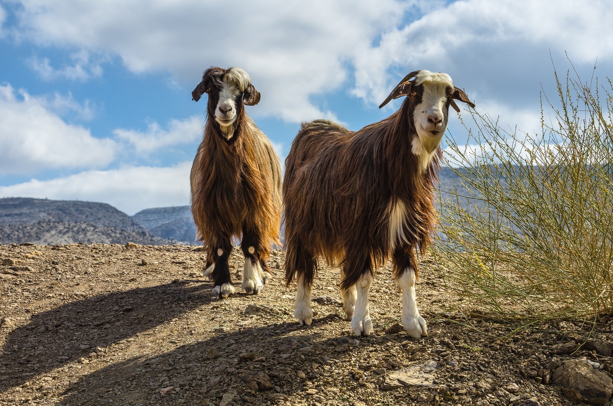 Oman - Domestic goat of high plateau