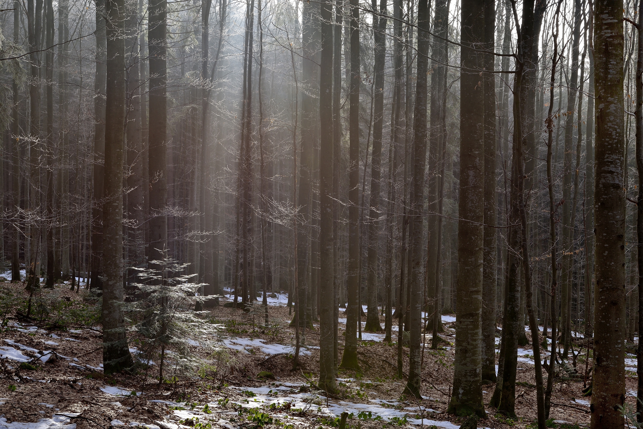 Bayerischen - Foresta
