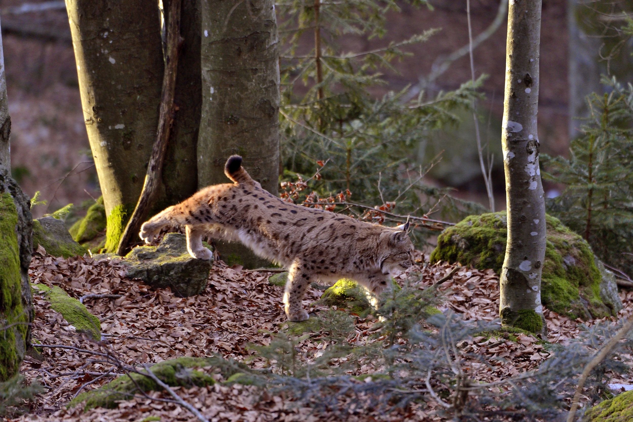 Bayerischen - Lince
