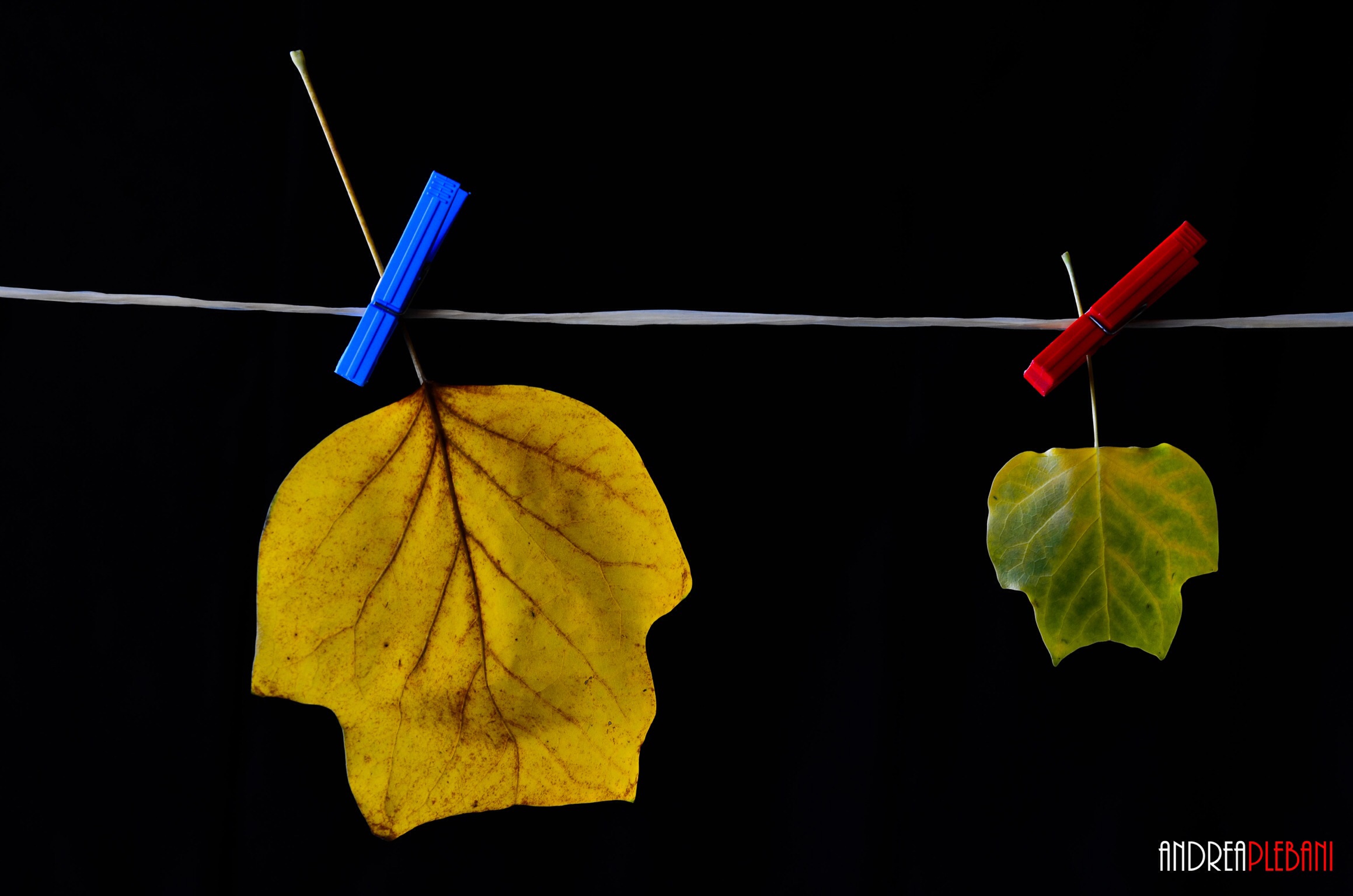 Si sta come d'autunno sugli alberi le foglie
