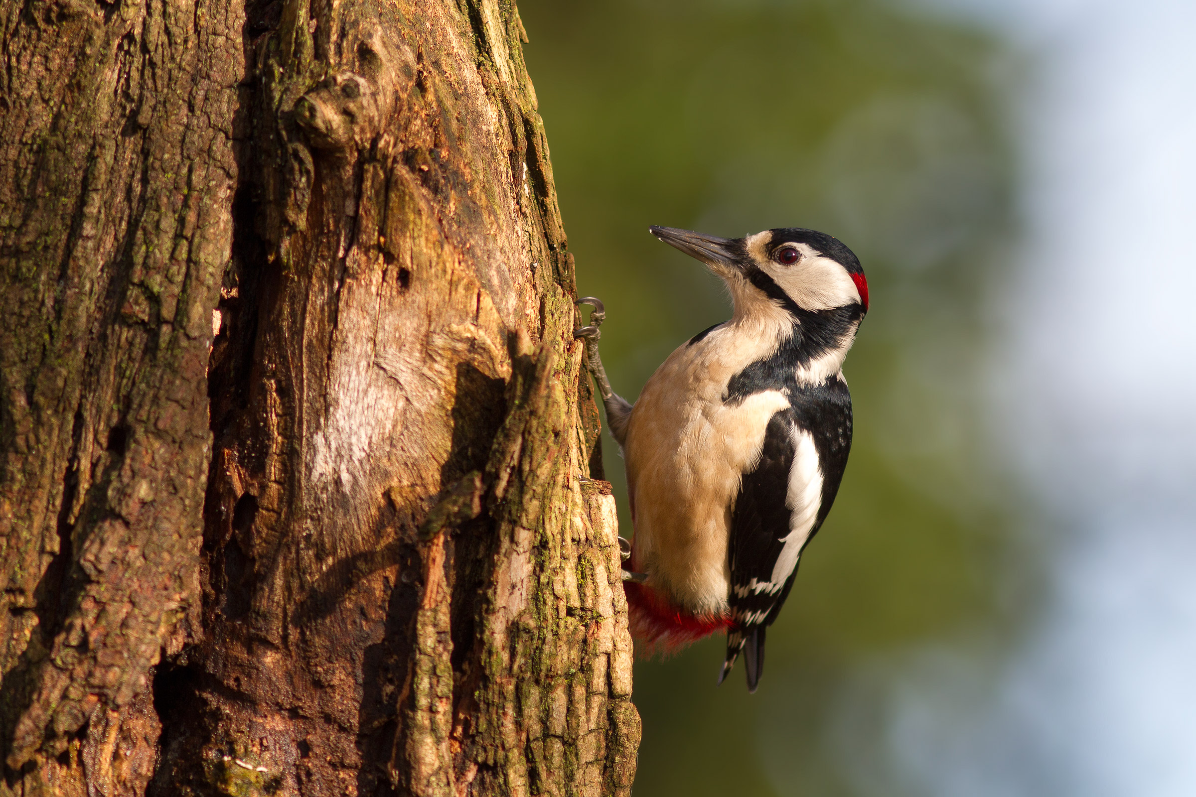 Great Spotted Woodpecker