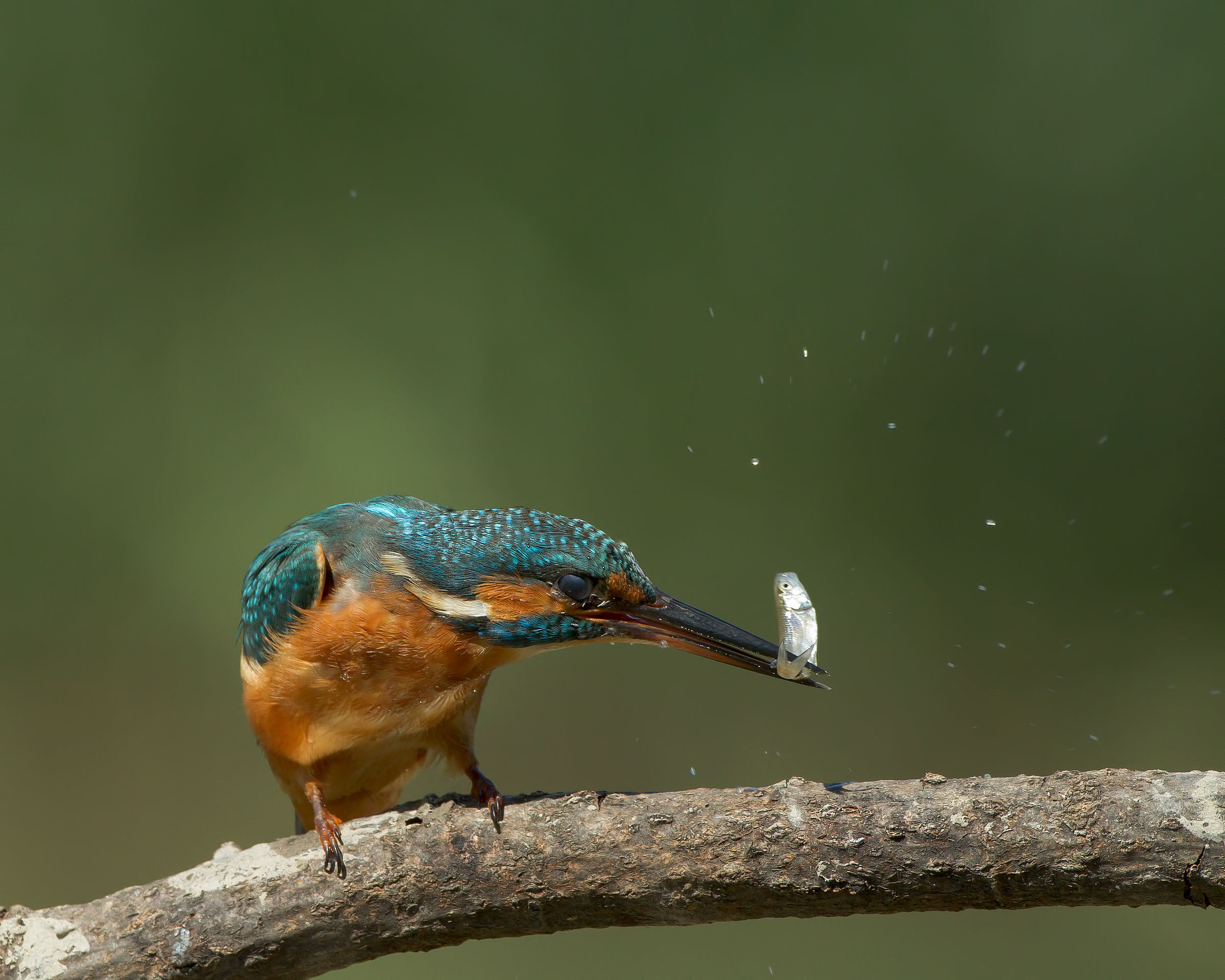 martina of the Magra