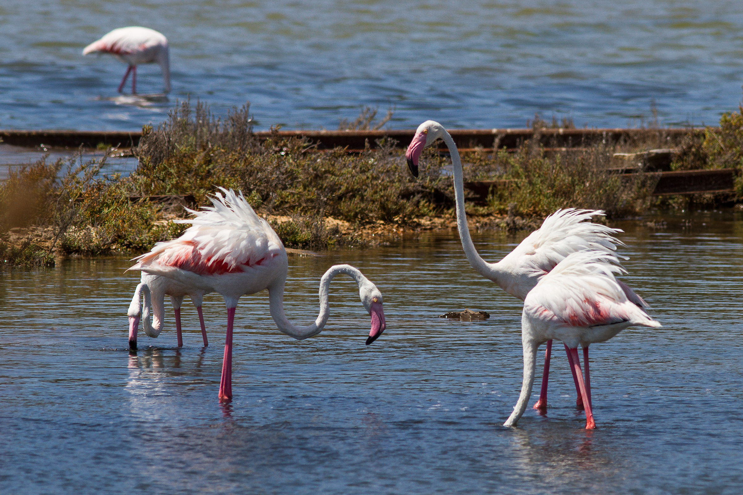 Flamingos