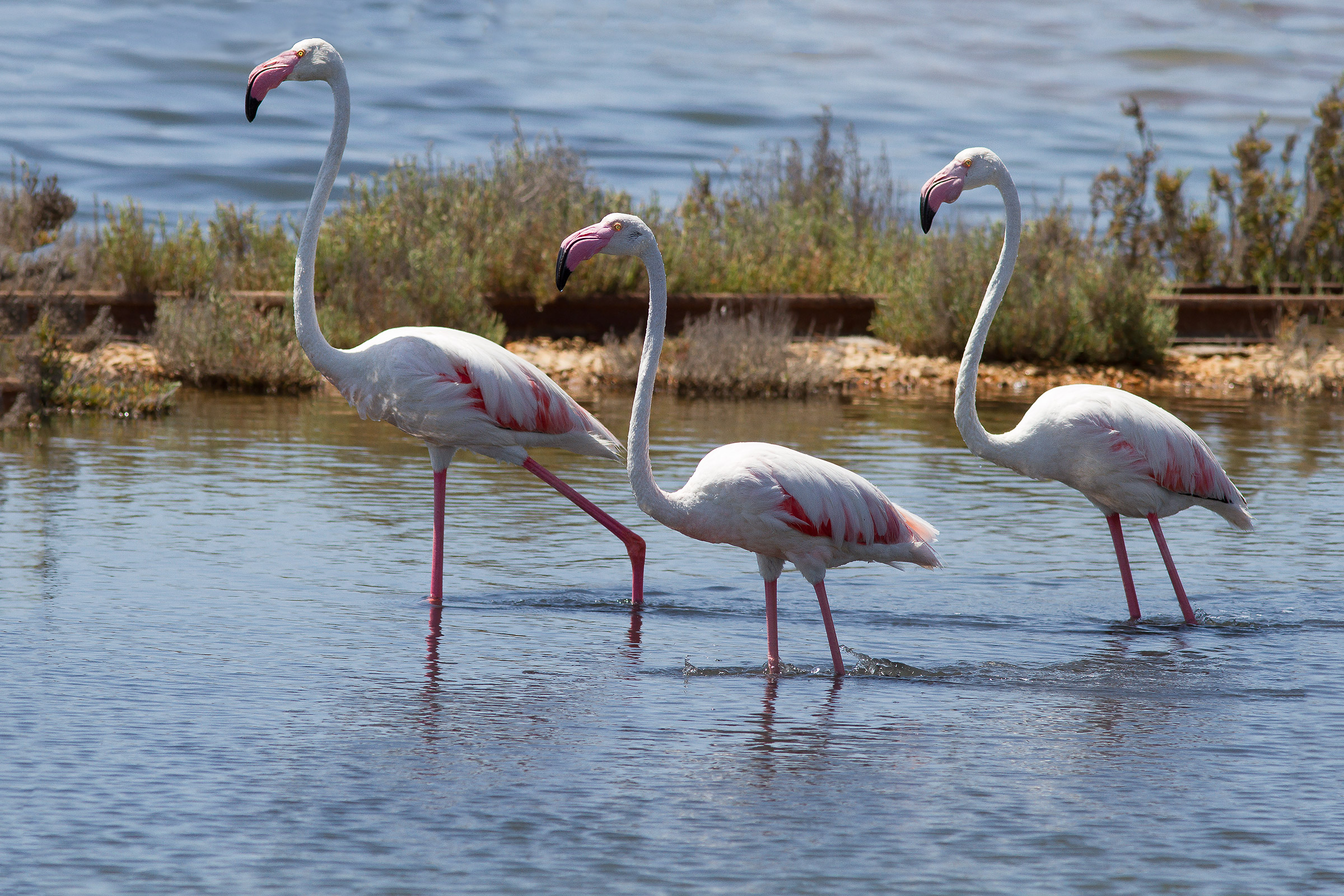 Flamingos