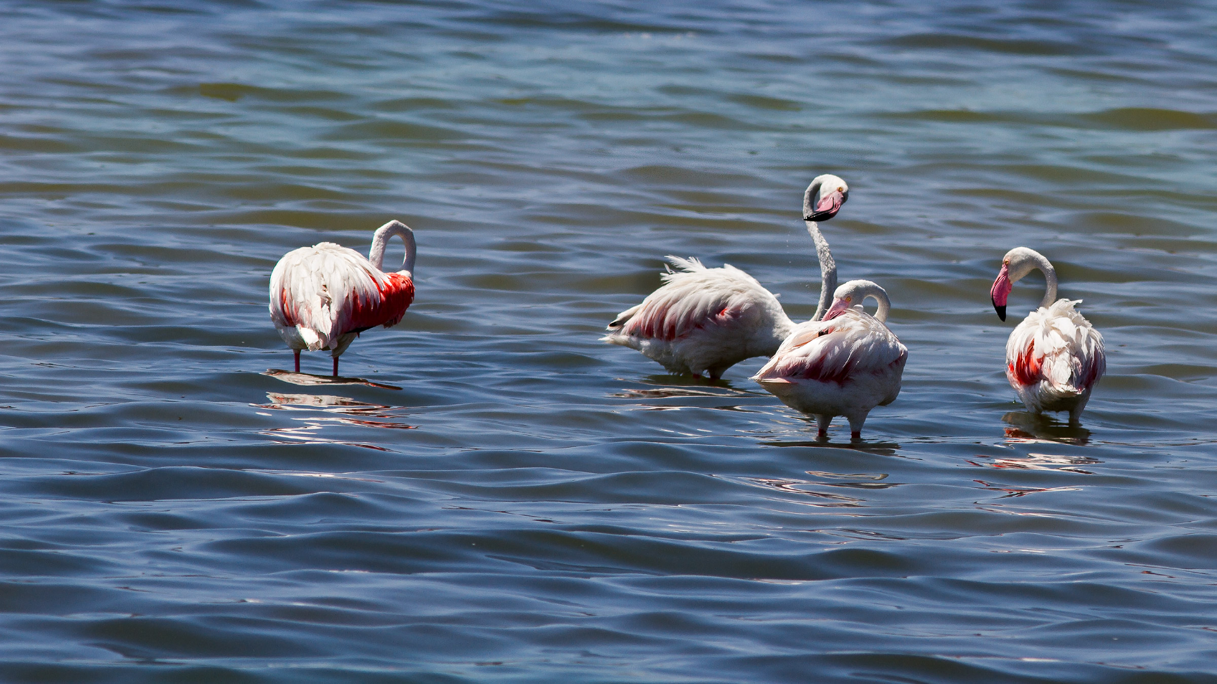 Flamingos