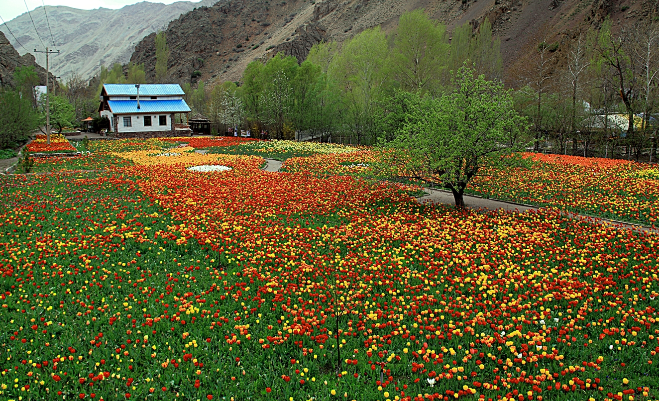 Tulip Garden