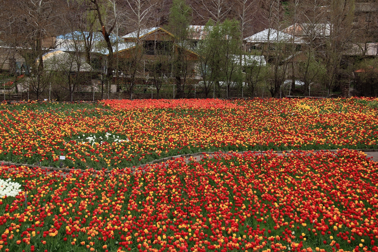 Tulip Garden