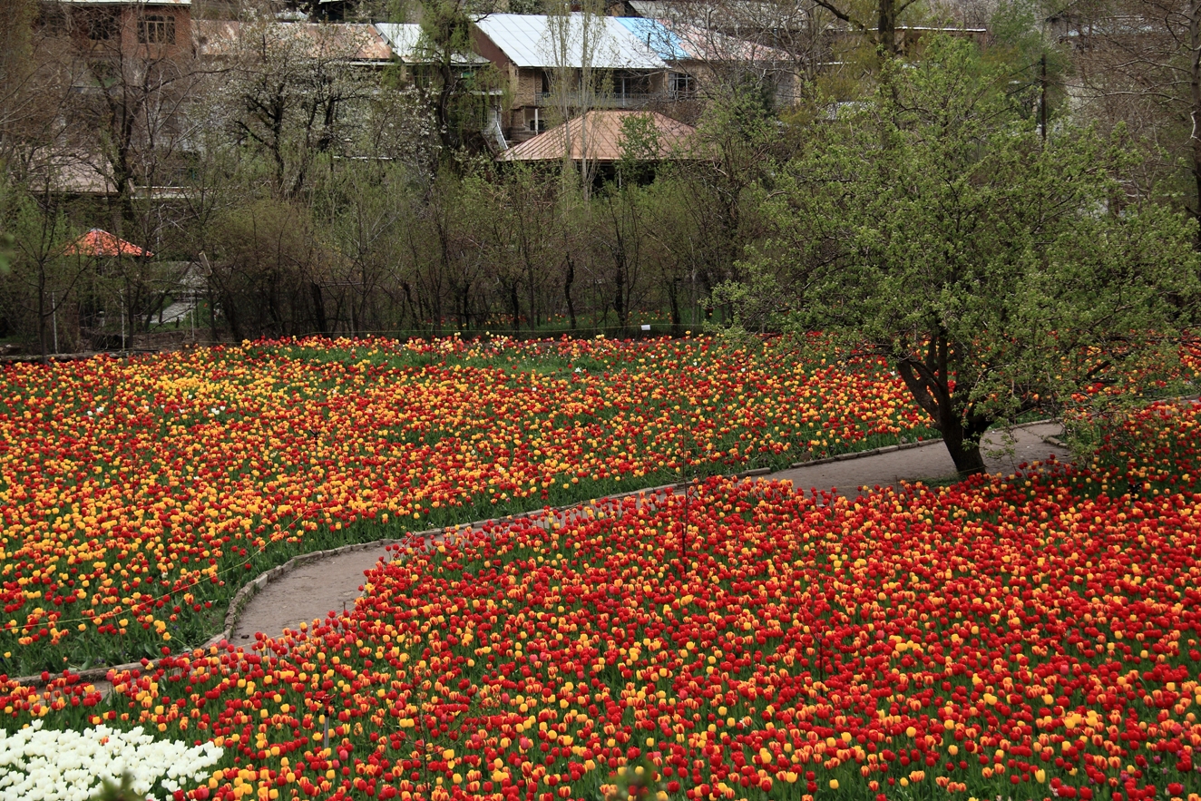 Tulip Garden