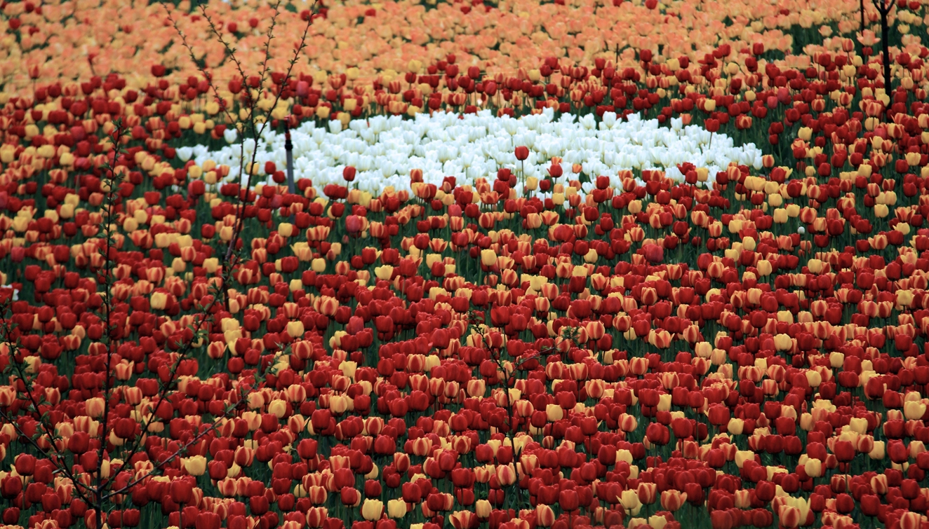 Tulip Garden